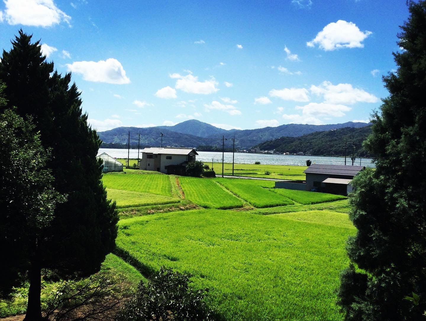 （完売）与謝野天橋立・阿蘇海の側で育った京の豆っこお米(精米）５キロ